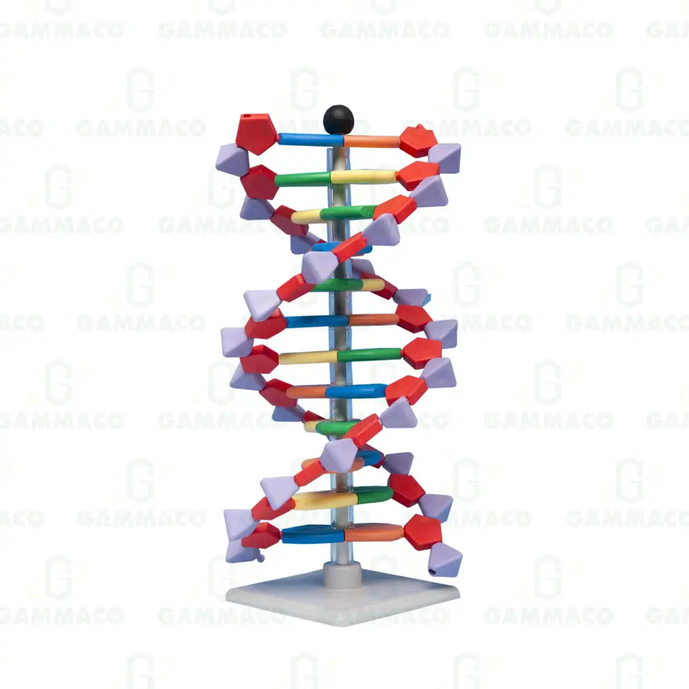 miniDNATM 12 layer self assembly molecular model kit