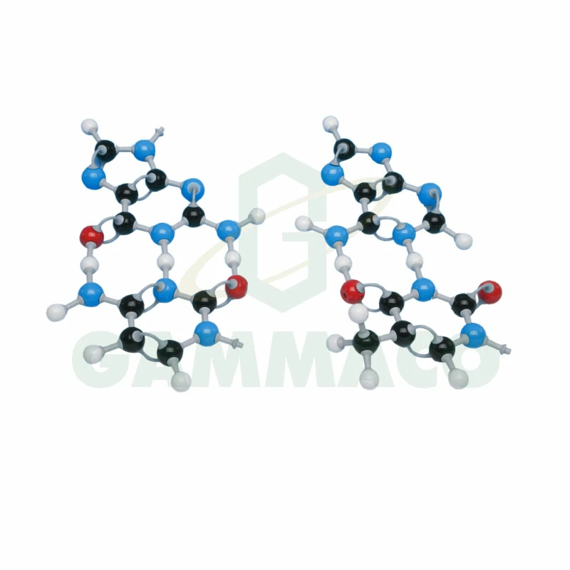 The 4 Individual Bases present in D.N.A.