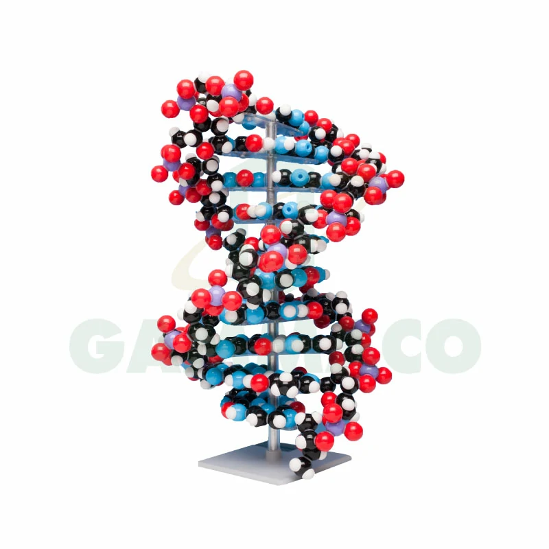 D.N.A. 10 Base-Pairs incl. Stand 46 cm H.