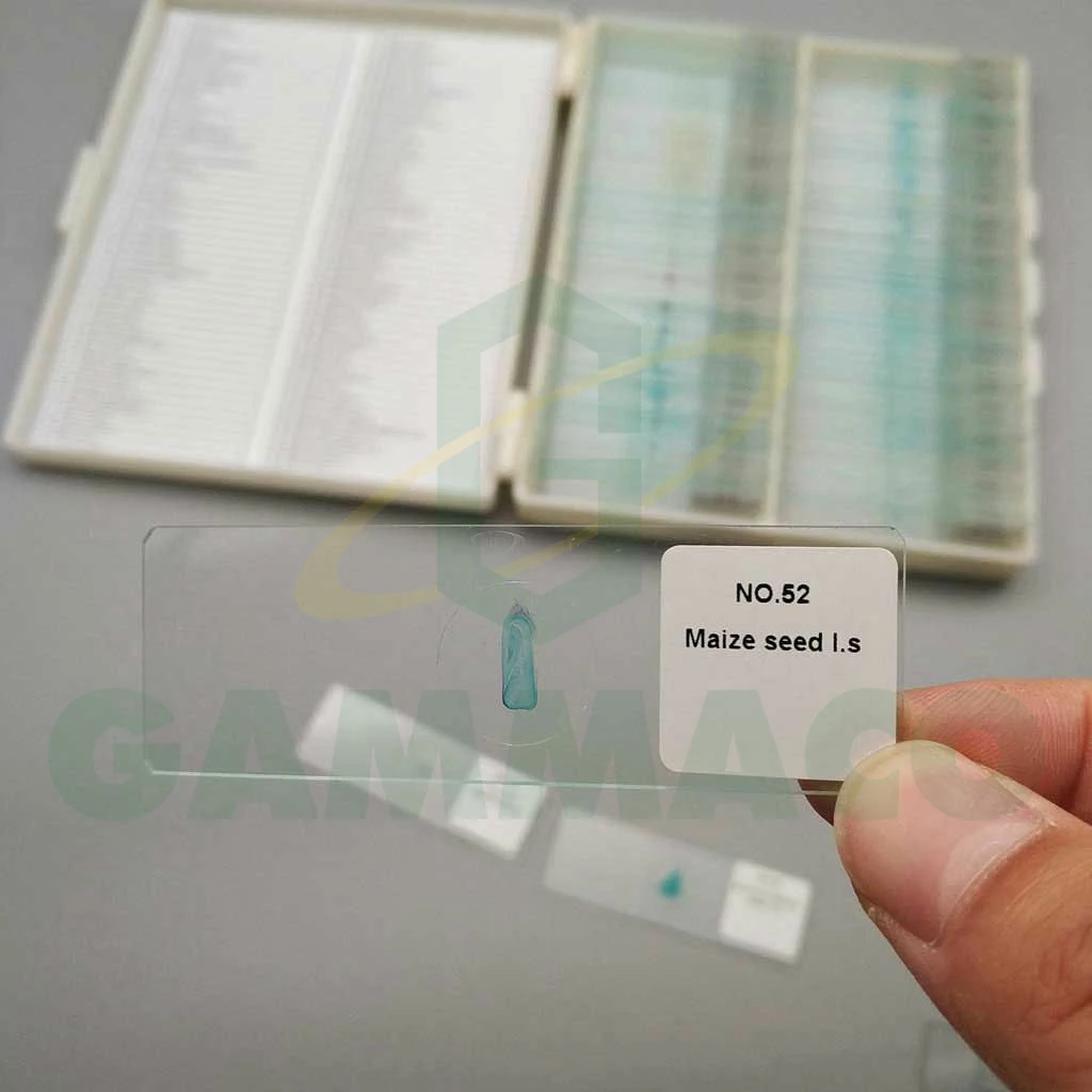 100 pcs Advanced Botany Prepared Microscope Slides