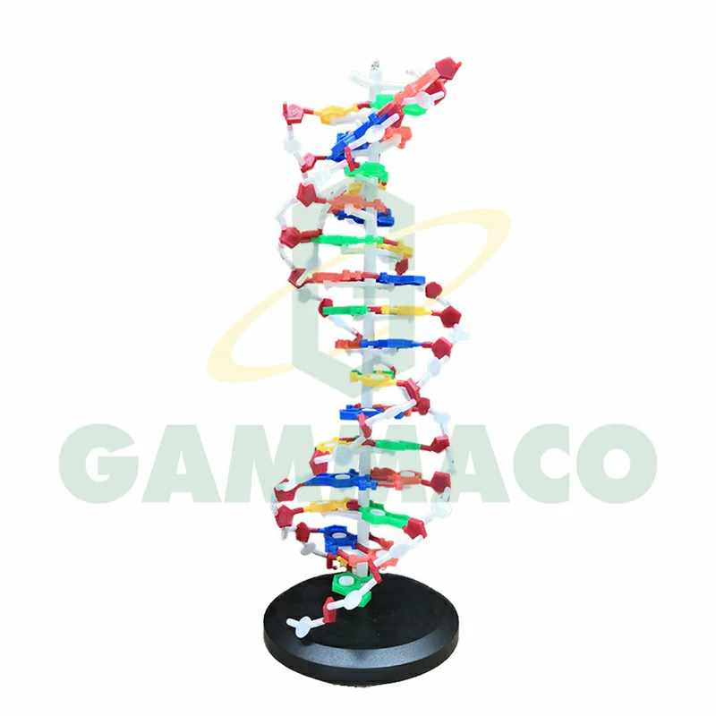 DNA Helix Model