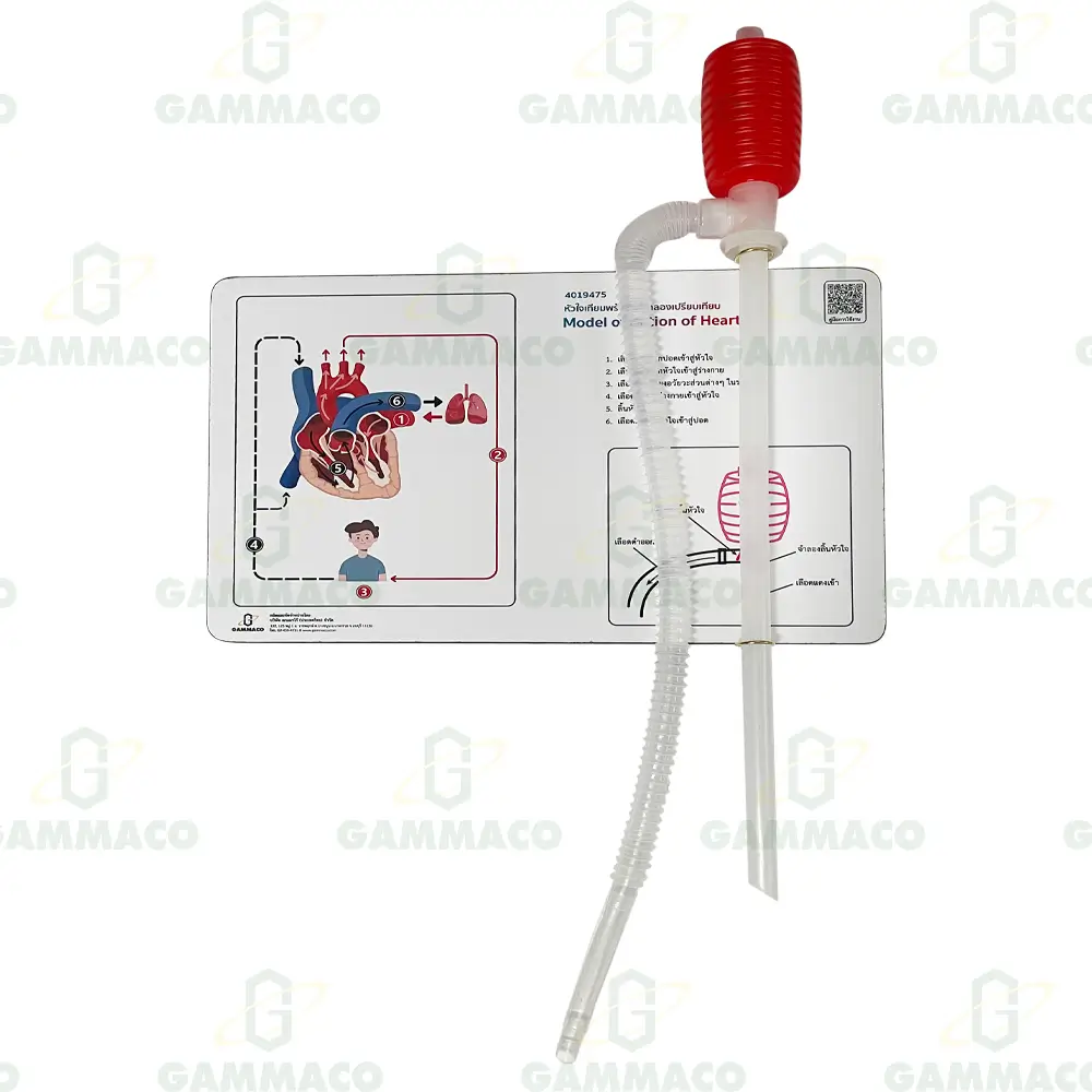 Model of Action of Heart