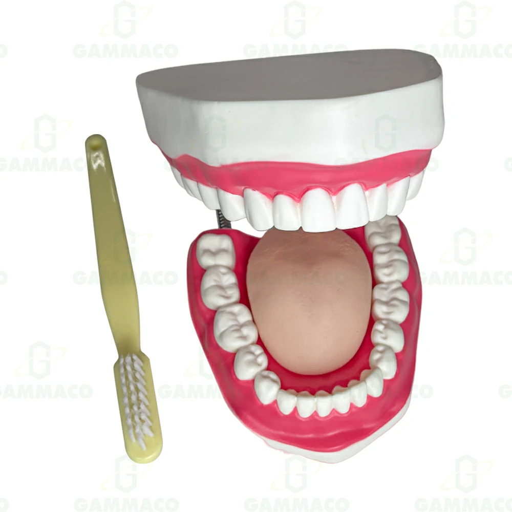 Dissectible dental care model with toothbrush
