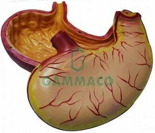 Magnified stomach model