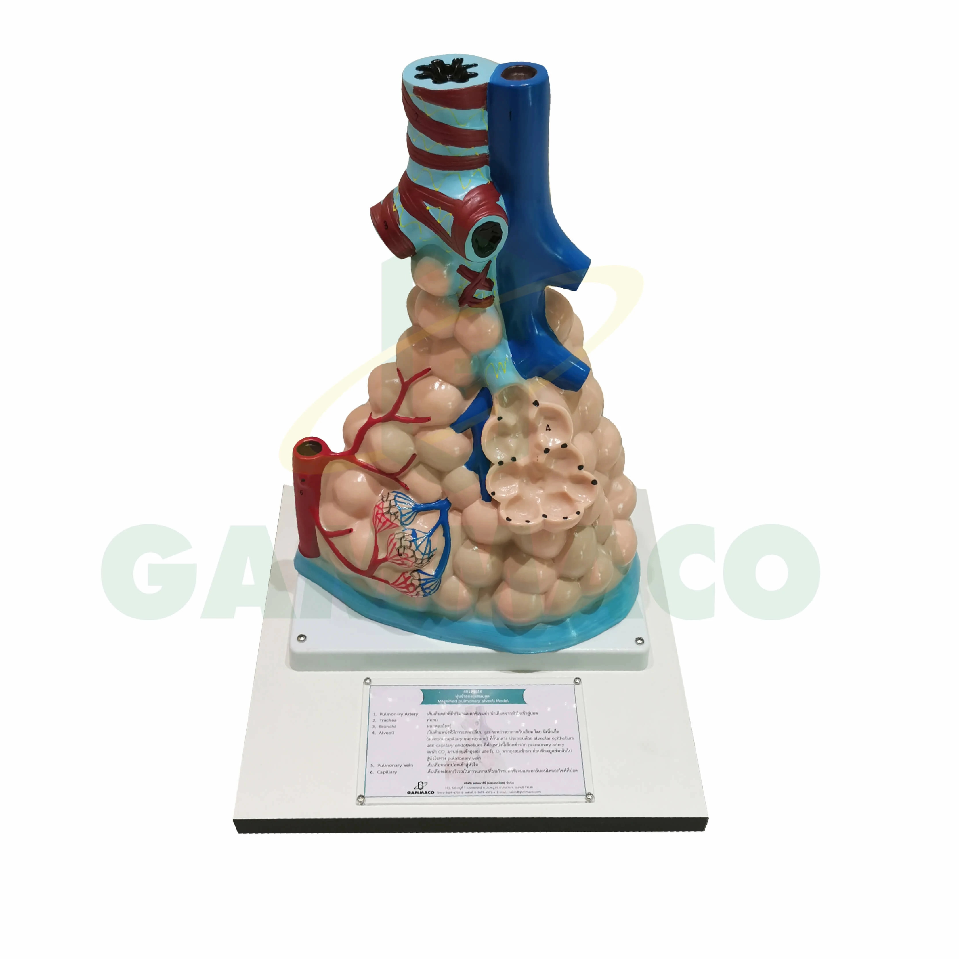 Magnified pulmonary alveoli