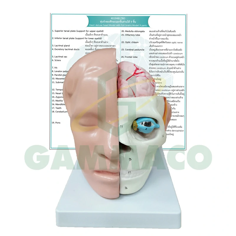 Giant Deluxe Head Model with Full Brains Model 9 Parts (Plastic Base)