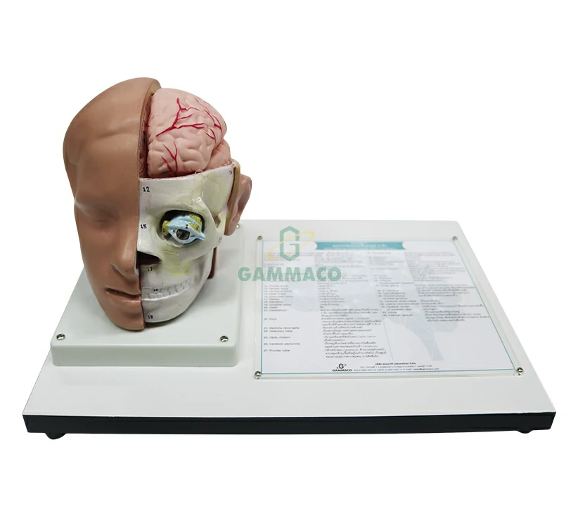 Giant deluxe head model with full brains (Wood Base)