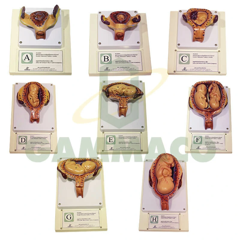 Classic Pregnancy Series 8 Model