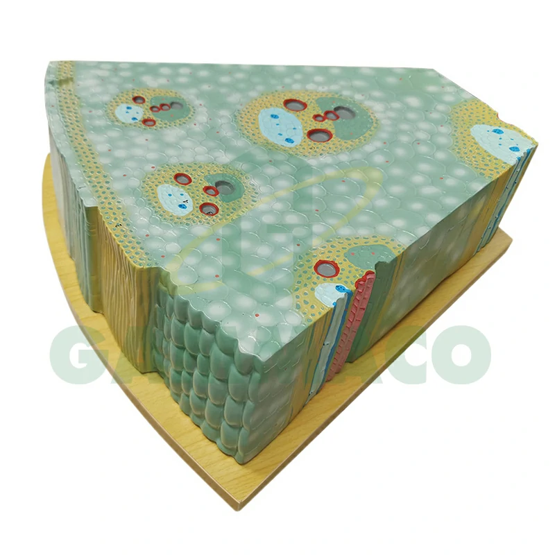 Giant Anatomical Model of Monocotyledon Stems