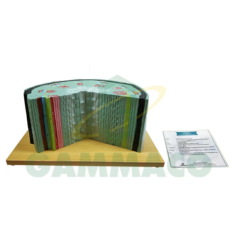 Giant Anatomical Model of Dicotyledon Stems