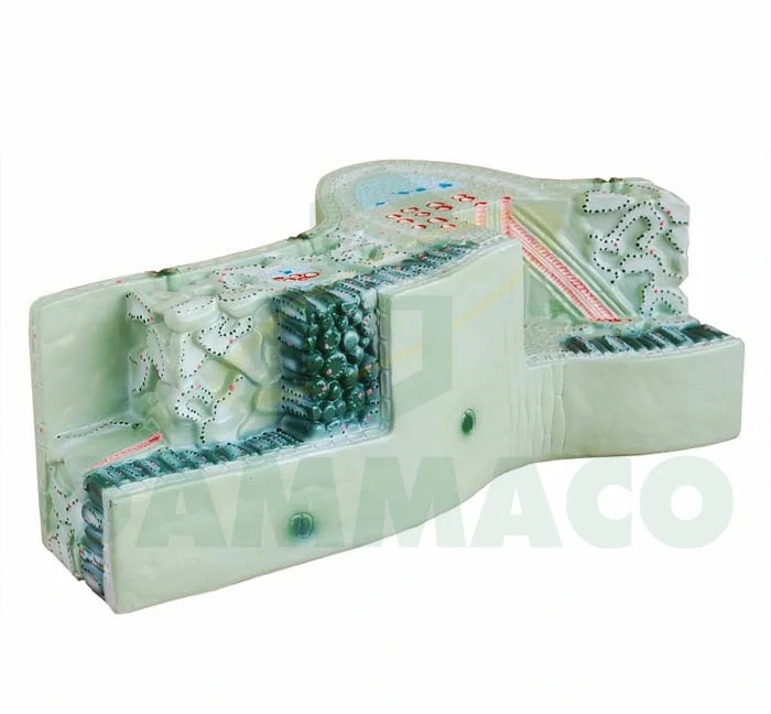 Giant Anatomical Model of Leaf Structure