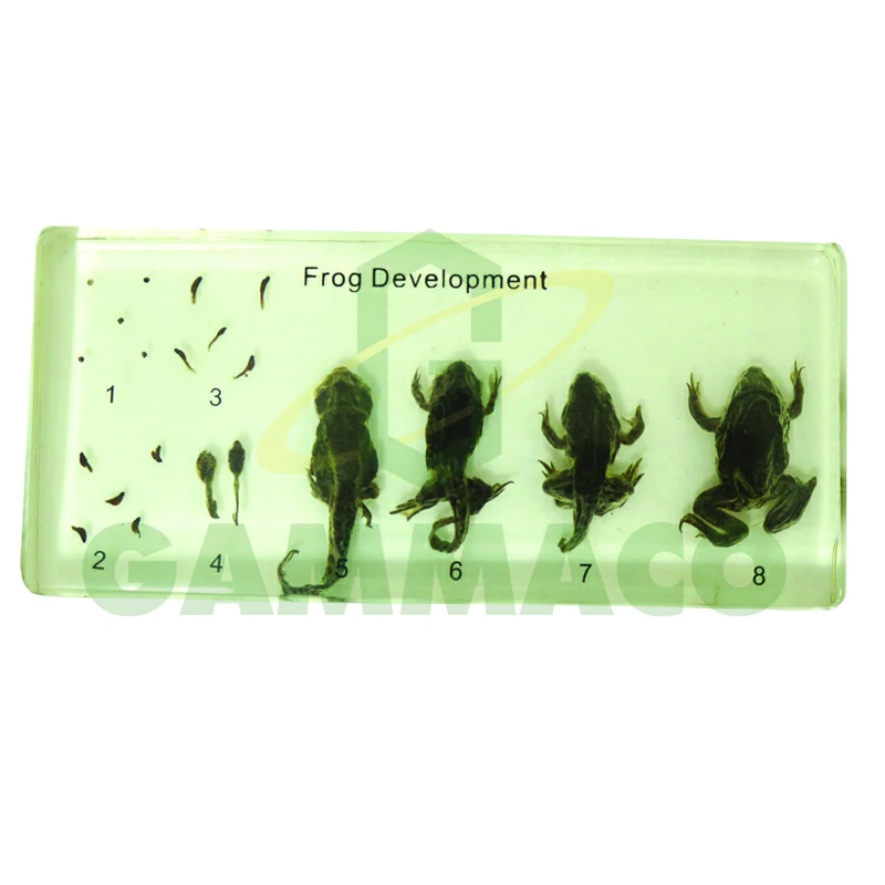 Development Course Model of Frog