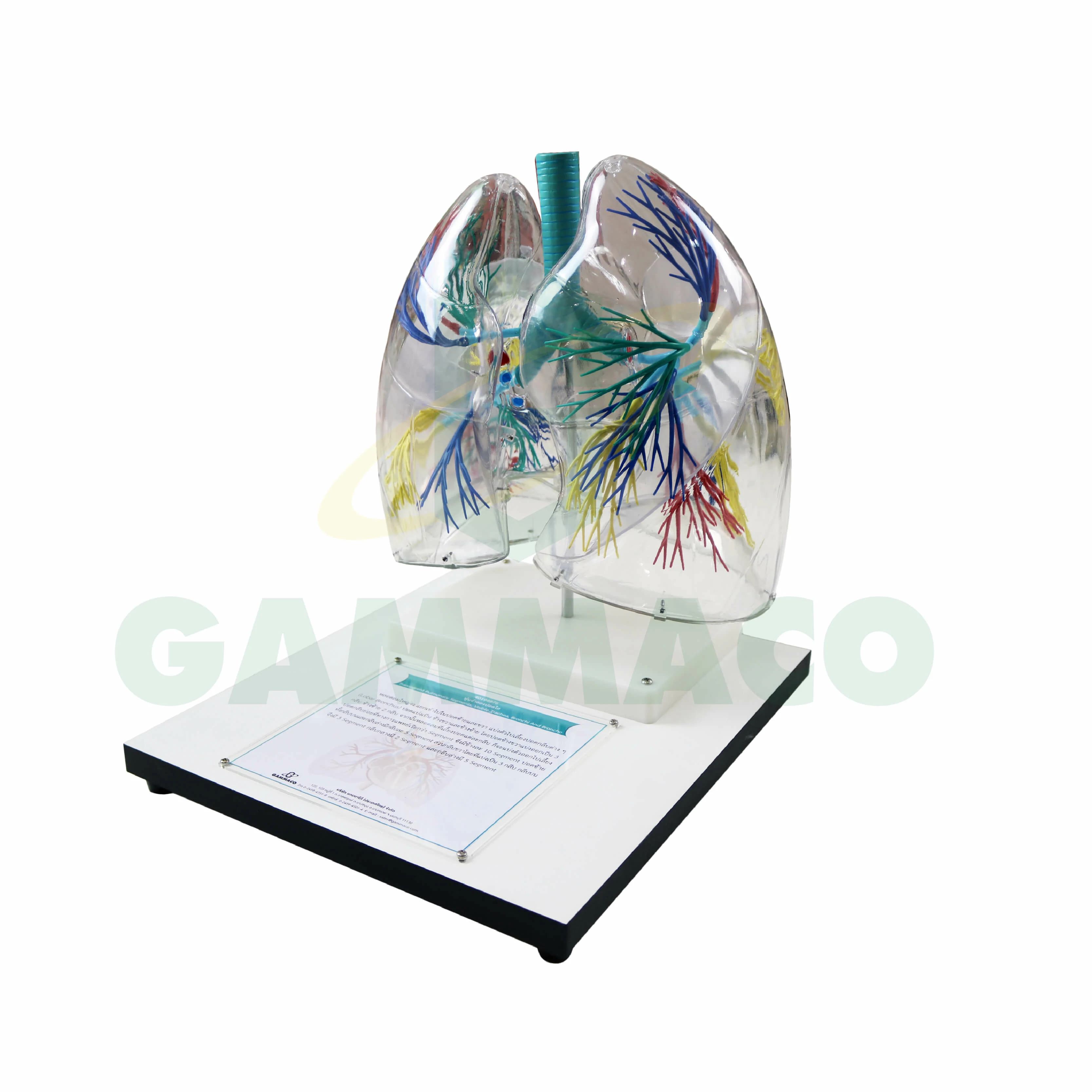  Transparent pulmonary segments, visible trachea, bronchi and broncho