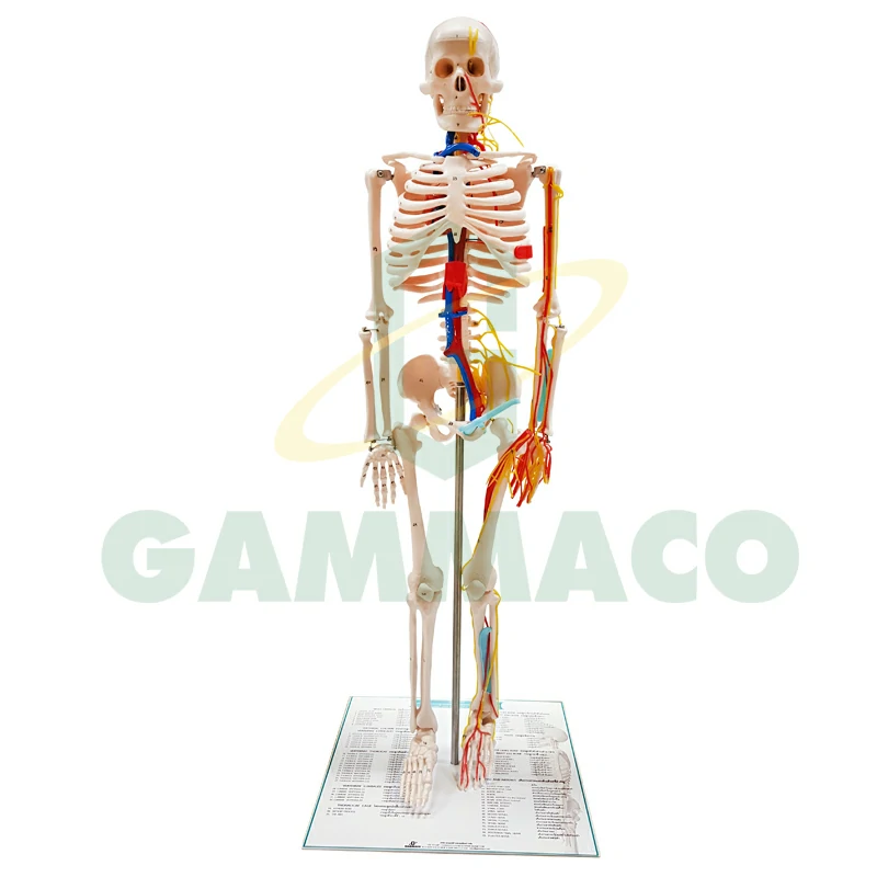 85 cm. tall, Adult bonecolour skeleton with main spine & arteries