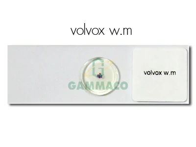 Volvox, W.m.