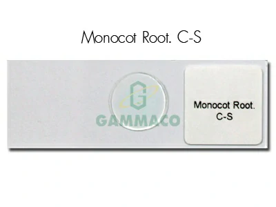 Monocot Root. C-S
