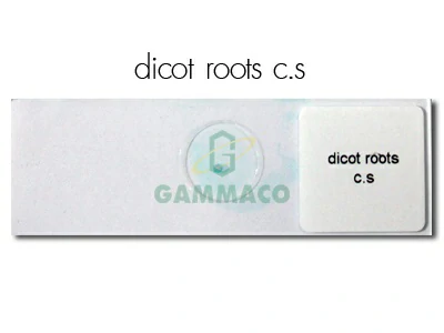 Dicot Roots. C.s.