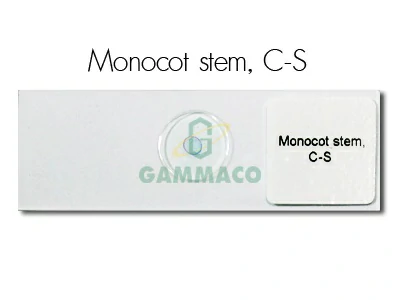Monocot Stem,C-S