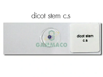 Dicot Stem, C-S