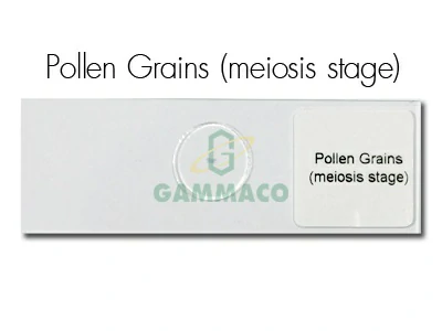 Pollen Grains (Meiosis Stage)