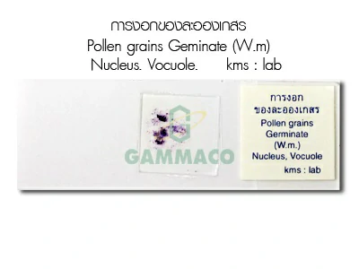pollen grains geminate