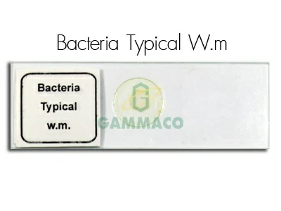 Bacteria, Typical (เธ—เธธเธเนเธเธเธญเธขเธนเนเนเธเนเธเนเธเน€เธ”เธตเธขเธงเธเธฑเธ)