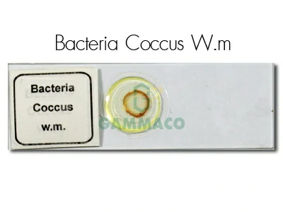 Bacteria เนเธเธ Coccus (เธฃเธนเธเธเธฅเธก)