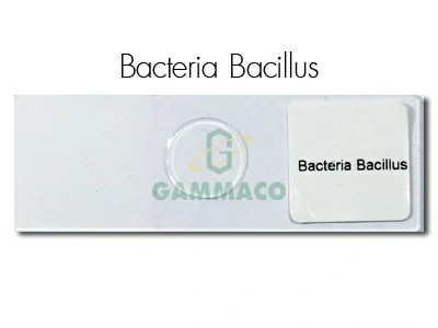 Bacteria เนเธเธ Bacillus (เธฃเธนเธเธ—เนเธญเธ)