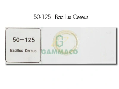 Bacillus cereus