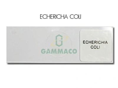 Echerichia coli