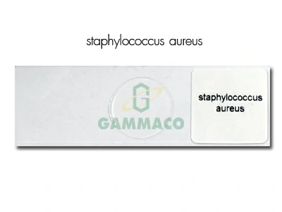 Staphylococcus aureus