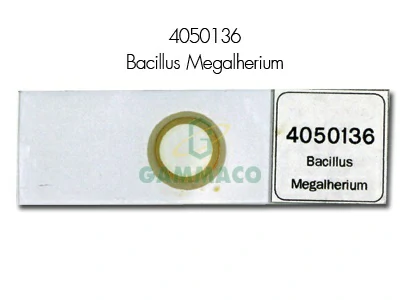 Bacillus Megalherium