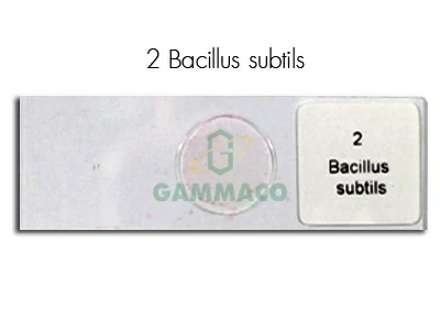 Bacillus subtilis