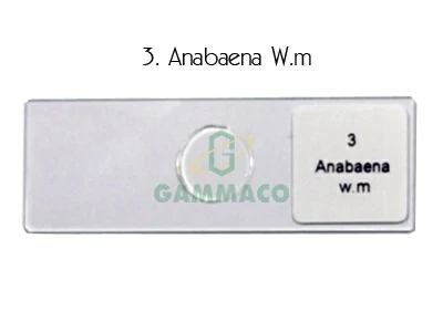 Anabaena W.m.
