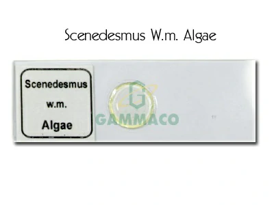 Scenedesmus W.m.