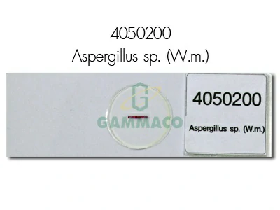 Aspergillus sp. W.m.