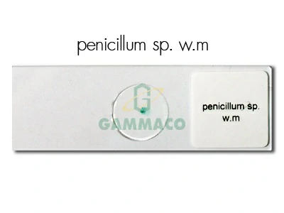 Penicillum sp. W.m.
