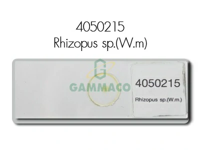 Rhizopus sp. W.m.