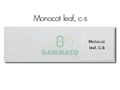 ใบเลี้ยงเดี่ยวตัดขวาง