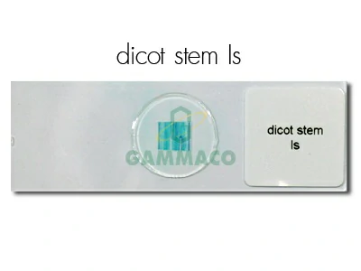 ลำต้นพืชใบเลี้ยงคู่ตัดตามยาว