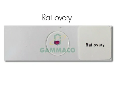 รังไข่หนู