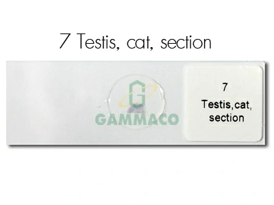 อัณฑะแมว