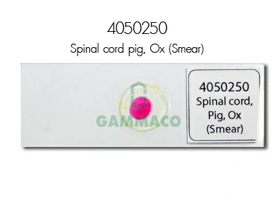 Spinal cord, Pig, Ox Smear