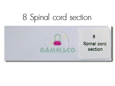 Spinal cord Section
