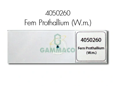 Fern Prothallium W.m.