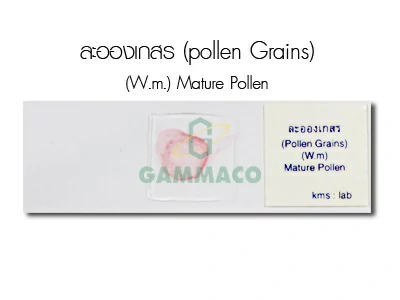 ละอองเกสร