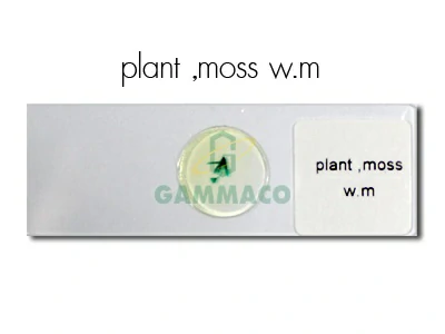Plant, Moss W.m