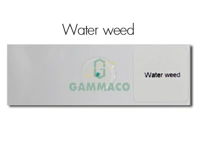 สาหร่ายหางกระรอก