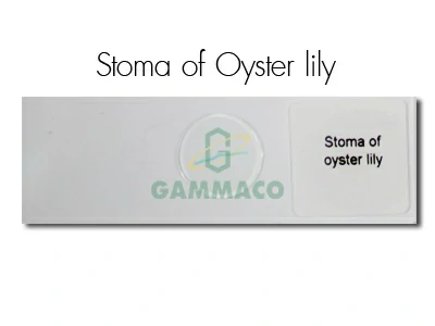 ต้นกาบหอยแครงแสดงปากใบ