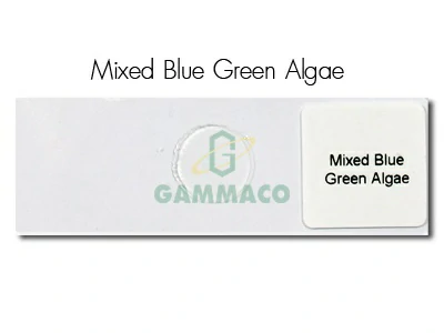 สาหร่ายสีน้ำเงินแกมเขียว